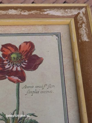 Cuadro Vintage Lámina Botánica Flores