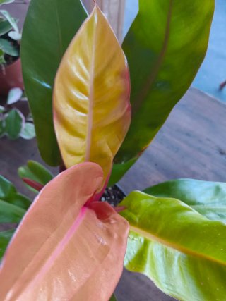 Philodendron Princesa de Naranja
