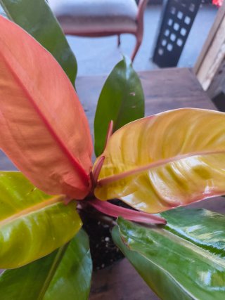 Philodendron Princesa de Naranja