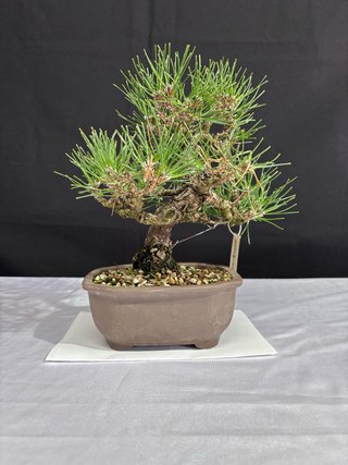 Bonsai Pino Thunbergii Shohin