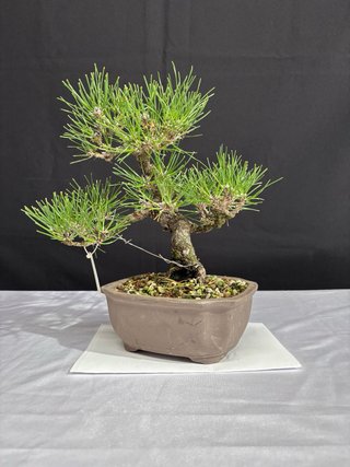 Bonsai Pino Thunbergii Shohin