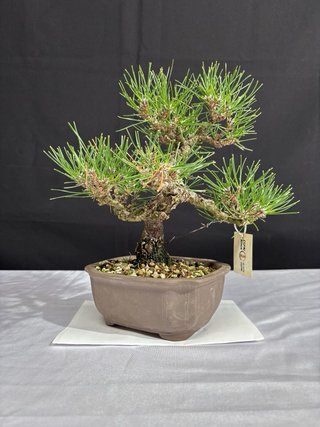 Bonsai Pino Thunbergii Shohin