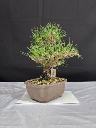 Bonsai Pino Thunbergii Shohin