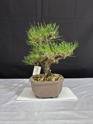 Bonsai Pino Thunbergii Shohin