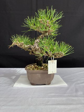 Bonsai Pino Thunbergii Shohin