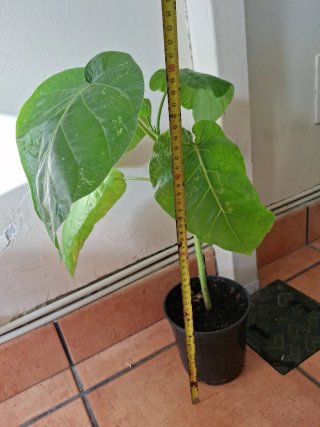 Árbol de Tamarillo (Solanum betaceum)