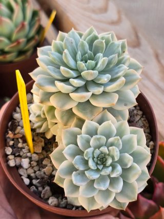 Echeveria Tinkerbell Variegata