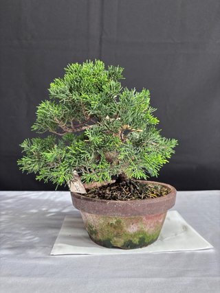 Bonsái Junípero Itoigawa