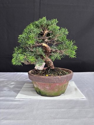 Bonsái Junípero Itoigawa