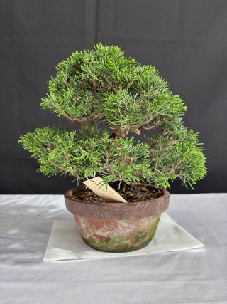 Bonsái Junípero Itoigawa