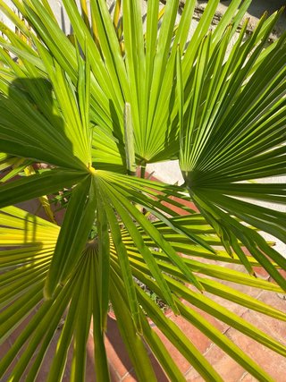 Planta de palmito en maceta