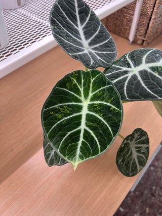 Alocasia Ninja Splash Cormo