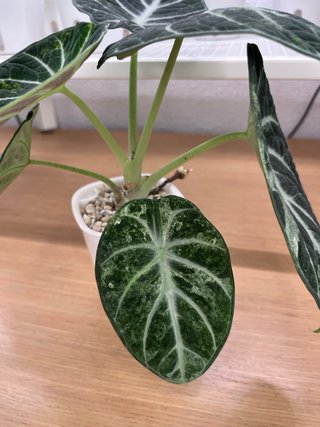 Alocasia Ninja Splash Cormo