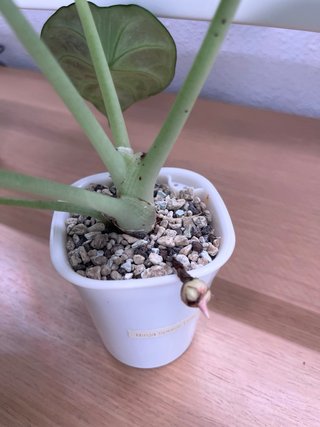 Alocasia Ninja Splash Cormo
