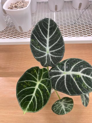 Alocasia Ninja Splash Cormo