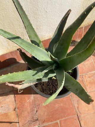 Planta Aloe Vera en Maceta Negra
