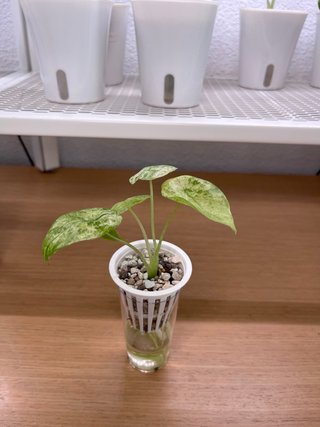 Alocasia Macrorrhiza Splash
