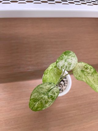 Alocasia Macrorrhiza Splash