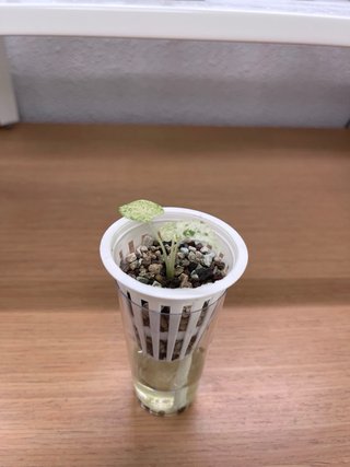 Alocasia Macrorrhiza Splash