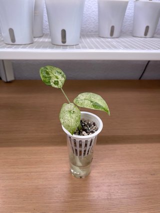 Alocasia Macrorrhiza Splash