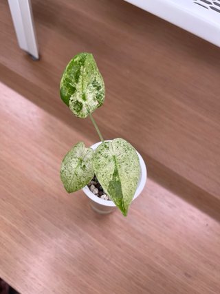 Alocasia Macrorrhiza Splash