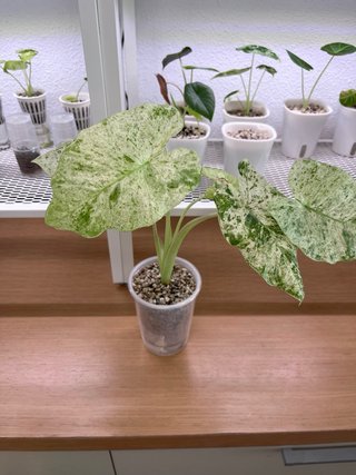 Alocasia Macrorrhiza Splash