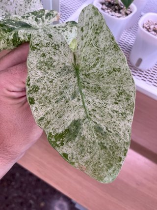 Alocasia Macrorrhiza Splash