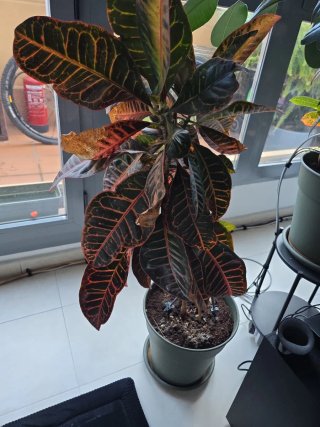 Planta Kroton Natural