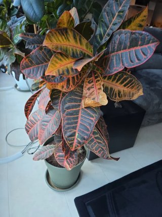 Planta Kroton Natural