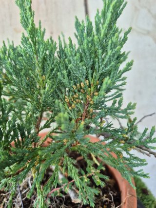 Prebonsai Junípero Blue Star