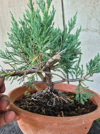 Prebonsai Junípero Blue Star