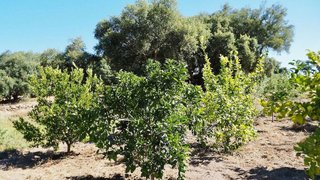Solar en venta en San Vicente de Alcántara