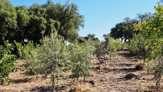 Solar en venta en San Vicente de Alcántara