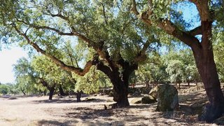 Solar en venta en San Vicente de Alcántara