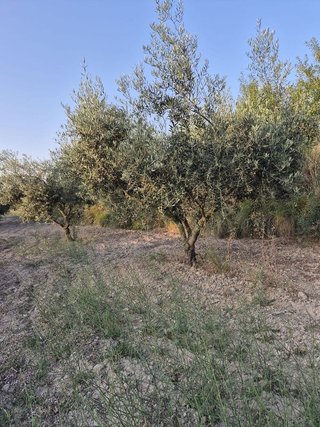 Solar en venta en Bullas