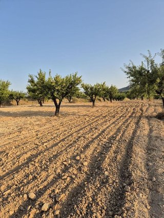 Solar en venta en Bullas