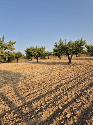 Solar en venta en Bullas