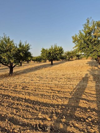 Solar en venta en Bullas