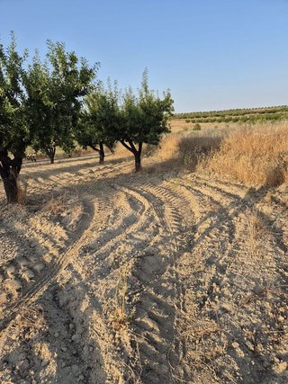 Solar en venta en Bullas