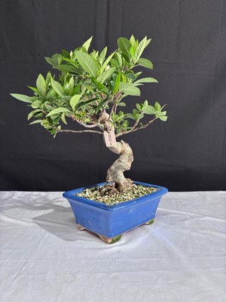 Bonsái Gardenia