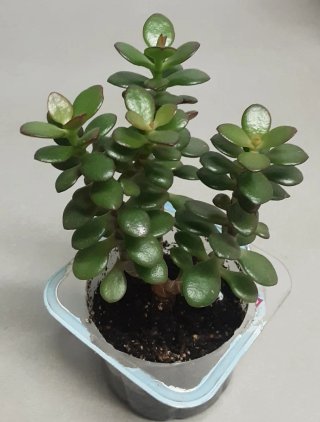 Árbol de Jade