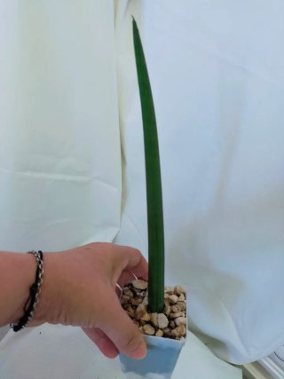 Sansevieria Cylindrica Lança de São Jorge
