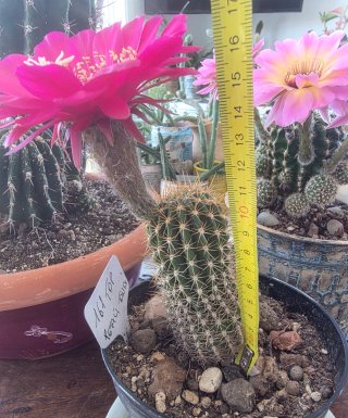 Echinopsis ibrido – fiore fucsia rosso amaranto