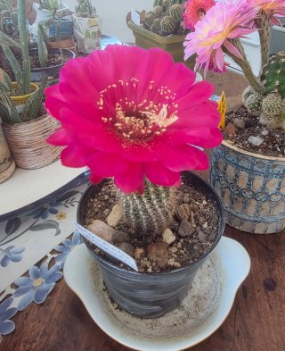 Echinopsis ibrido – fiore fucsia rosso amaranto