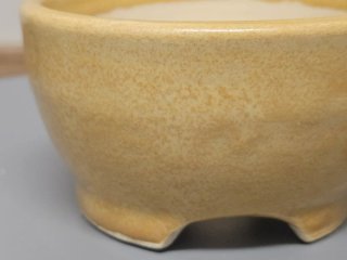 Maceta kusamonos, plantas de acento