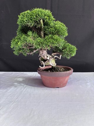 Bonsai Junipero Itoigawa