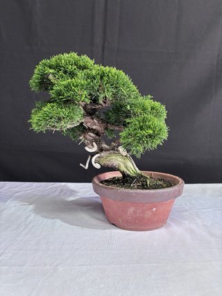 Bonsai Junipero Itoigawa