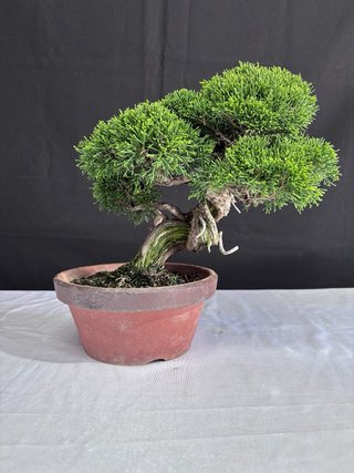 Bonsai Junipero Itoigawa