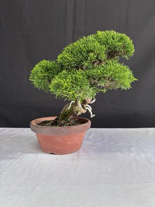 Bonsai Junipero Itoigawa