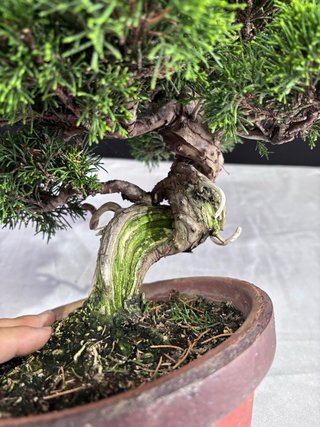 Bonsai Junipero Itoigawa